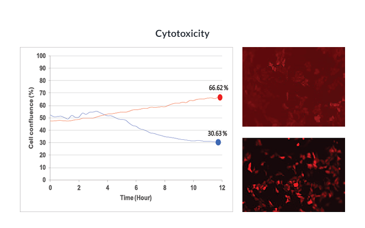 Cytotoxicity